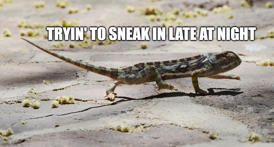 Sneaking In | TRYIN' TO SNEAK IN LATE AT NIGHT | image tagged in lol so funny,funny animals,funny memes,sneaky | made w/ Imgflip meme maker