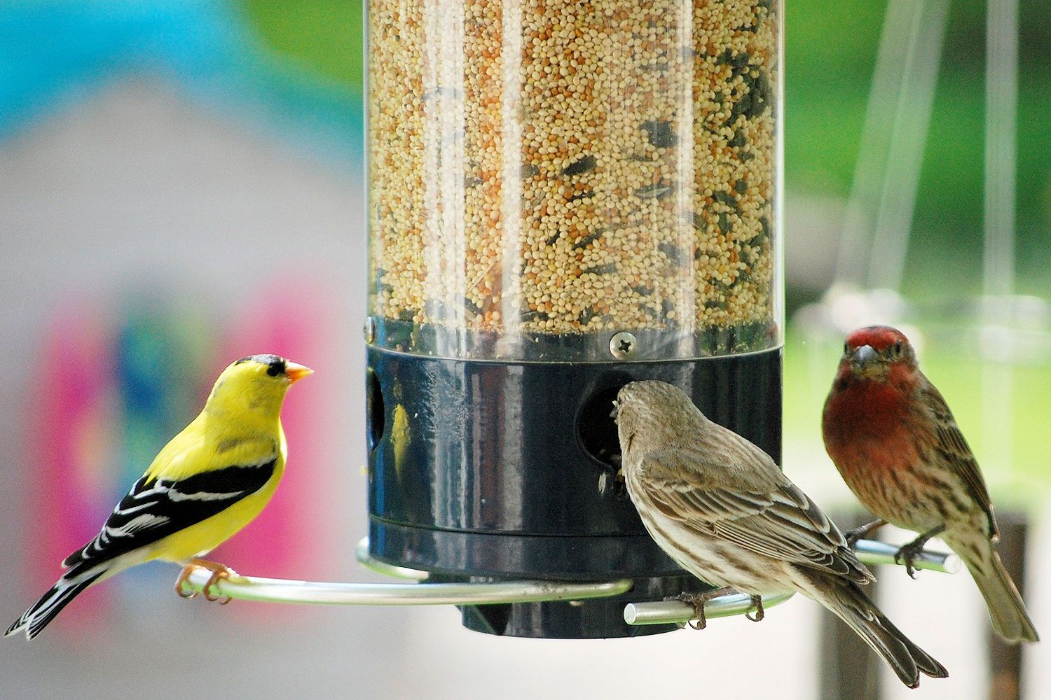 High Quality Birds at the Feeder Blank Meme Template