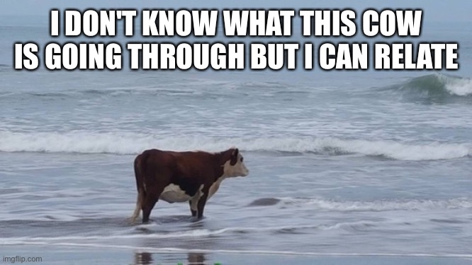 Cow ocean | I DON'T KNOW WHAT THIS COW IS GOING THROUGH BUT I CAN RELATE | image tagged in cow ocean | made w/ Imgflip meme maker