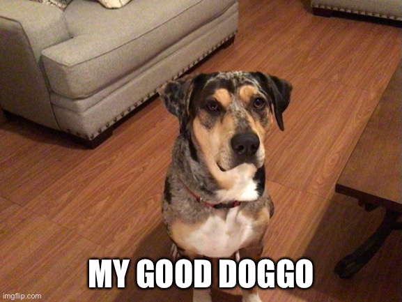 My good boy | MY GOOD DOGGO | image tagged in doggo,good boy | made w/ Imgflip meme maker