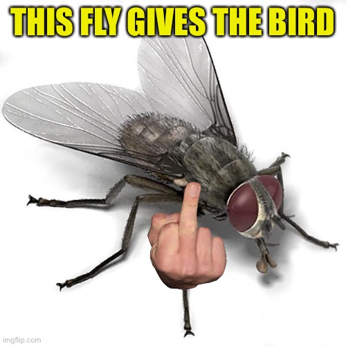 Scumbag House Fly | THIS FLY GIVES THE BIRD | image tagged in scumbag house fly | made w/ Imgflip meme maker