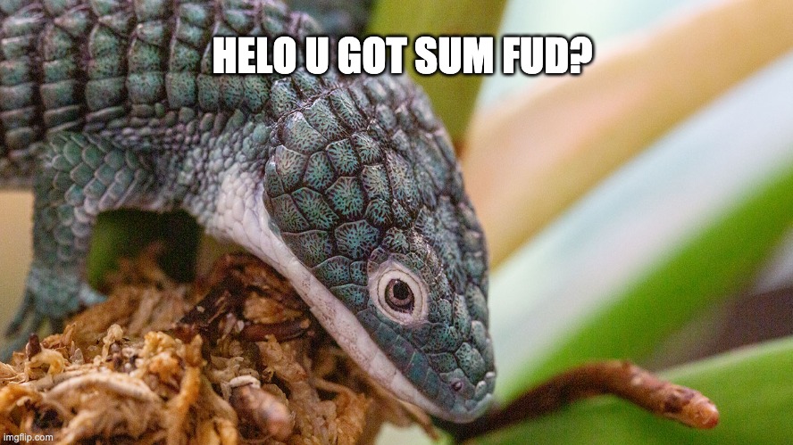 Give him fud, he asked nicely | HELO U GOT SUM FUD? | image tagged in fun | made w/ Imgflip meme maker