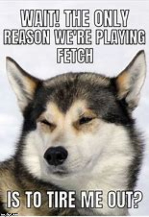 he figured it out!! | image tagged in dogs | made w/ Imgflip meme maker