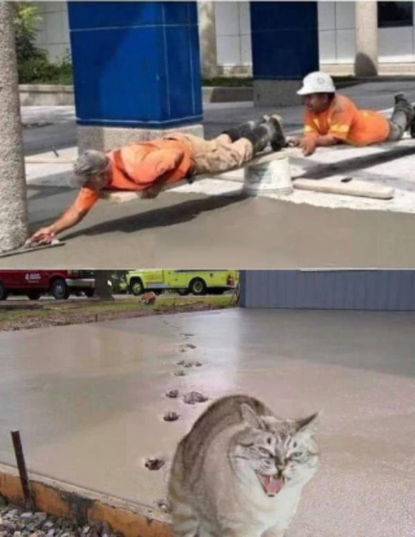 Cat walking on freah cement Blank Meme Template