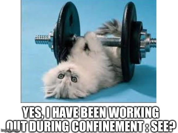 Cat workout | YES, I HAVE BEEN WORKING OUT DURING CONFINEMENT : SEE? | image tagged in sports,heavy,workout,cats,gym weights,covid | made w/ Imgflip meme maker