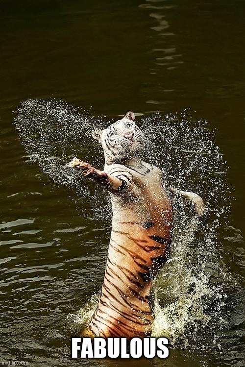 Fabulous Tiger | FABULOUS | image tagged in fabulous tiger | made w/ Imgflip meme maker