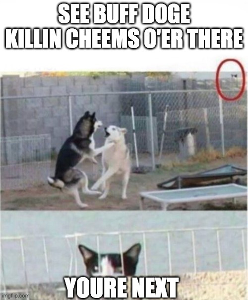 Eavesdropping cat | SEE BUFF DOGE KILLIN CHEEMS O'ER THERE; YOURE NEXT | image tagged in eavesdropping cat | made w/ Imgflip meme maker