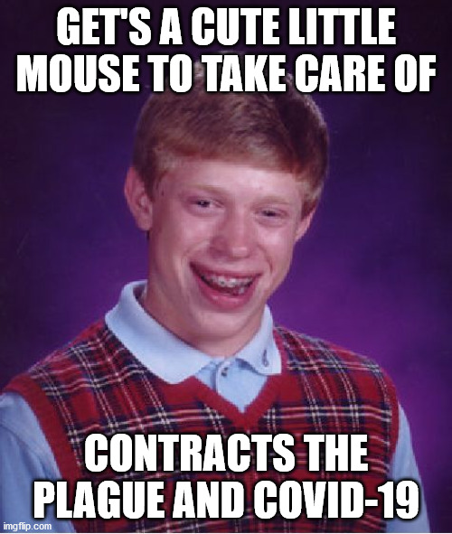 *wheezing intensifies* x.x; | GET'S A CUTE LITTLE MOUSE TO TAKE CARE OF; CONTRACTS THE PLAGUE AND COVID-19 | image tagged in memes,bad luck brian,cute,mouse,plague,covid-19 | made w/ Imgflip meme maker