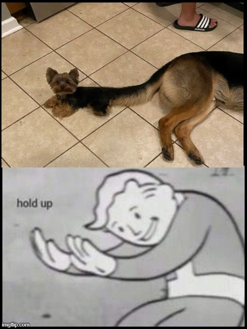Puppy on dog's tail Hold up | image tagged in fallout hold up- space on top | made w/ Imgflip meme maker