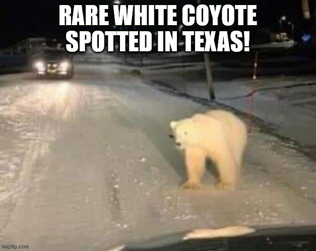Texas snow bear | RARE WHITE COYOTE SPOTTED IN TEXAS! | image tagged in polar bear,coyote,snowstorm | made w/ Imgflip meme maker