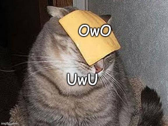 Cats with cheese | OwO; UwU | image tagged in cats with cheese | made w/ Imgflip meme maker