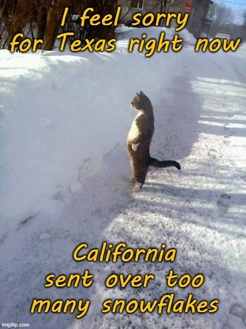 Cat Snow | I feel sorry for Texas right now; California sent over too many snowflakes | image tagged in cat snow | made w/ Imgflip meme maker