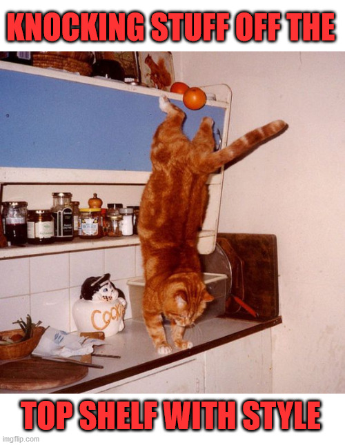 KNOCKING STUFF OFF THE; TOP SHELF WITH STYLE | image tagged in cats | made w/ Imgflip meme maker