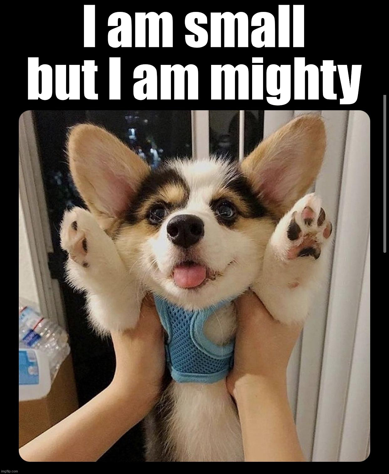 I am small but I am mighty | image tagged in dogs | made w/ Imgflip meme maker