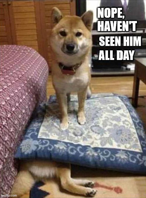 NOPE,
HAVEN'T; SEEN HIM; ALL DAY | image tagged in dogs | made w/ Imgflip meme maker