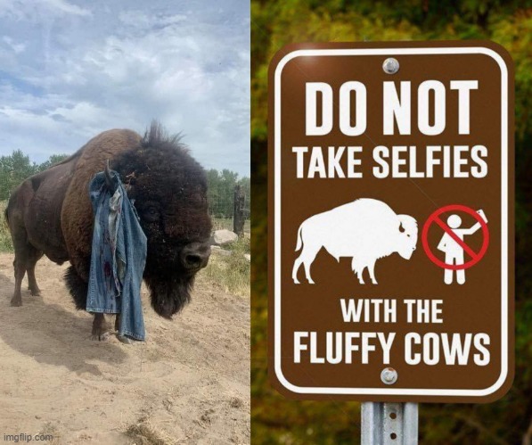 Don`t take selfies with the fluffy cows ! | image tagged in bison | made w/ Imgflip meme maker