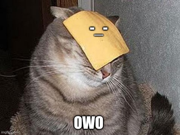 Cats with cheese | -_-; OWO | image tagged in cats with cheese | made w/ Imgflip meme maker