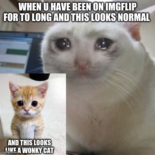 stupid cats | WHEN U HAVE BEEN ON IMGFLIP FOR TO LONG AND THIS LOOKS NORMAL; AND THIS LOOKS LIKE A WONKY CAT | image tagged in cats | made w/ Imgflip meme maker