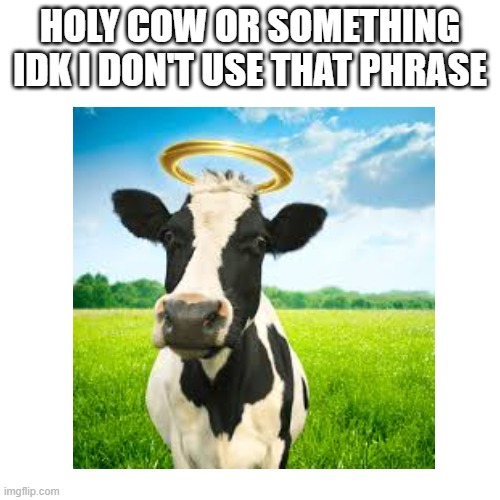 HOLY COW OR SOMETHING IDK I DON'T USE THAT PHRASE | image tagged in funny memes | made w/ Imgflip meme maker