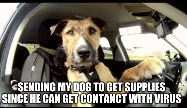 Da ba da :D | SENDING MY DOG TO GET SUPPLIES SINCE HE CAN GET CONTACT WITH VIRUS | image tagged in driving boss | made w/ Imgflip meme maker