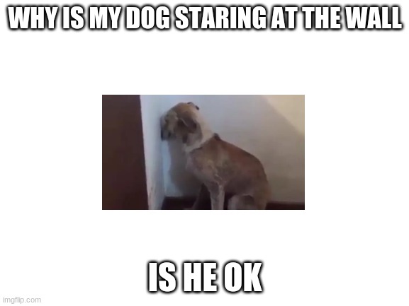 Blank White Template | WHY IS MY DOG STARING AT THE WALL; IS HE OK | image tagged in blank white template | made w/ Imgflip meme maker