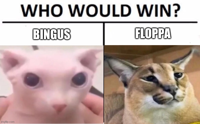 bingus vs floppa | FLOPPA; BINGUS | image tagged in who would win | made w/ Imgflip meme maker