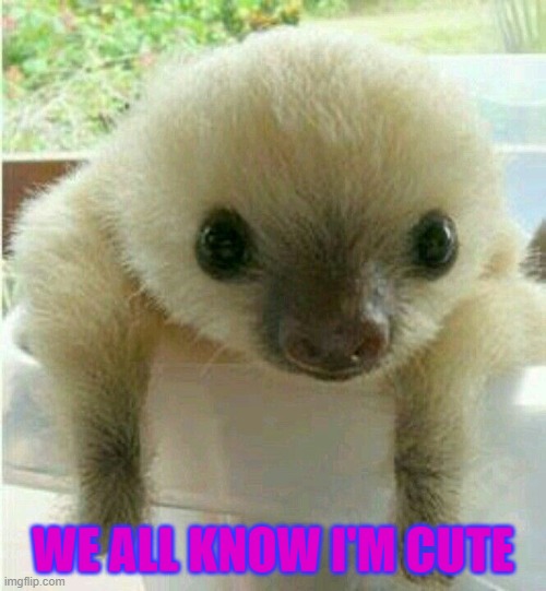 sloths are cute | WE ALL KNOW I'M CUTE | image tagged in yay | made w/ Imgflip meme maker