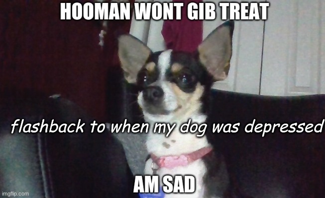 flashback to 2020 | flashback to when my dog was depressed | image tagged in doggo,dogs,funny | made w/ Imgflip meme maker