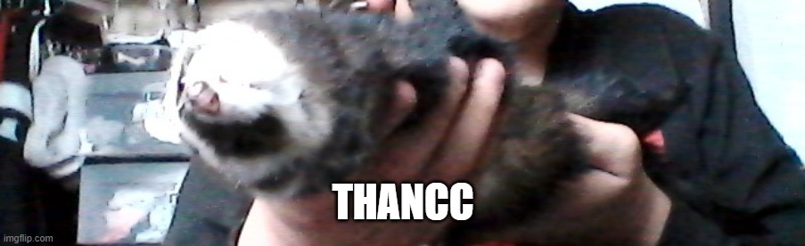 long upside down ferret | THANCC | image tagged in long upside down ferret | made w/ Imgflip meme maker