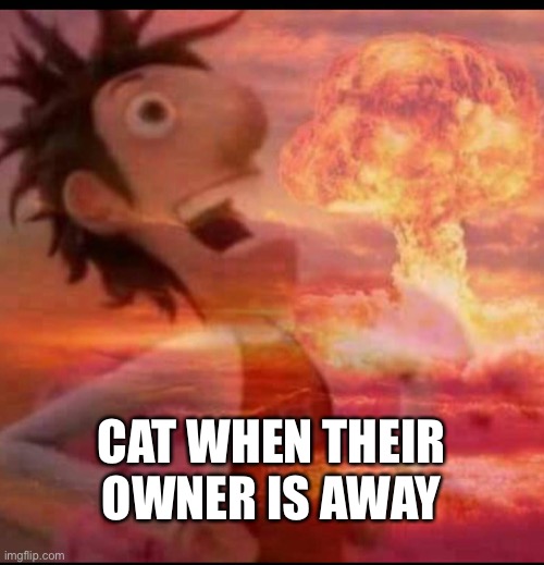 MushroomCloudy |  CAT WHEN THEIR OWNER IS AWAY | image tagged in mushroomcloudy,cats | made w/ Imgflip meme maker