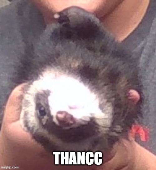 upside down ferret | THANCC | image tagged in upside down ferret | made w/ Imgflip meme maker