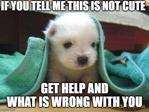 SSOOOOOOOOO CUUTEEEEE | IF YOU TELL ME THIS IS NOT CUTE; GET HELP AND WHAT IS WRONG WITH YOU | image tagged in cute puppy | made w/ Imgflip meme maker