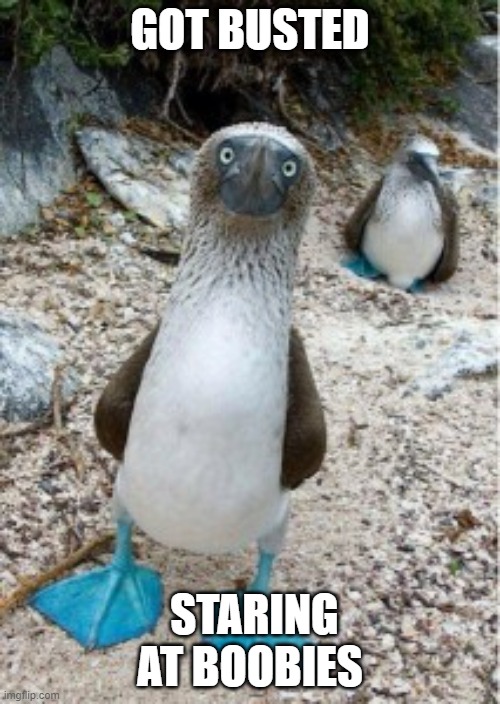 Busted Staring at Boobies | GOT BUSTED; STARING AT BOOBIES | image tagged in birds,fun,pun,boobs,jokes | made w/ Imgflip meme maker