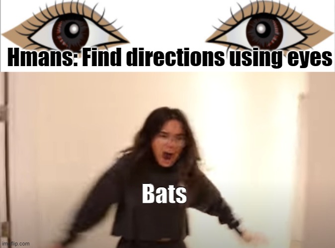 Bats | Hmans: Find directions using eyes; Bats | image tagged in bats,eyes | made w/ Imgflip meme maker