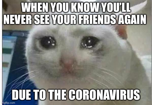 Sad cat | WHEN YOU KNOW YOU’LL NEVER SEE YOUR FRIENDS AGAIN; DUE TO THE CORONAVIRUS | image tagged in crying cat | made w/ Imgflip meme maker