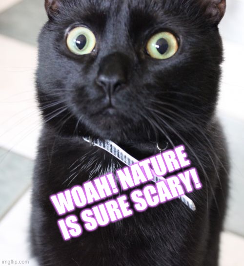 Woah Kitty Meme | WOAH! NATURE IS SURE SCARY! | image tagged in memes,woah kitty | made w/ Imgflip meme maker