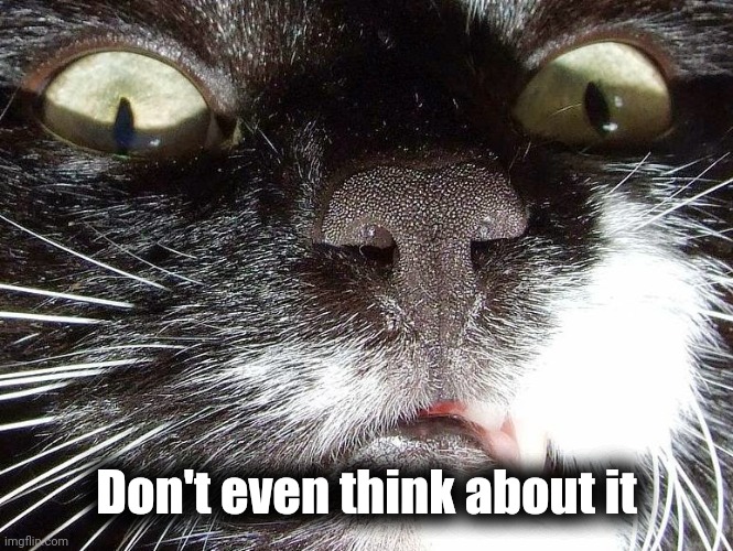 Scary Cat Extreme Closeup | Don't even think about it | image tagged in scary cat extreme closeup | made w/ Imgflip meme maker