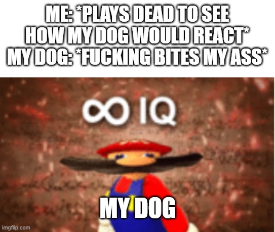 Infinite IQ | ME: *PLAYS DEAD TO SEE HOW MY DOG WOULD REACT*
MY DOG: *FUCKING BITES MY ASS*; MY DOG | image tagged in infinite iq | made w/ Imgflip meme maker