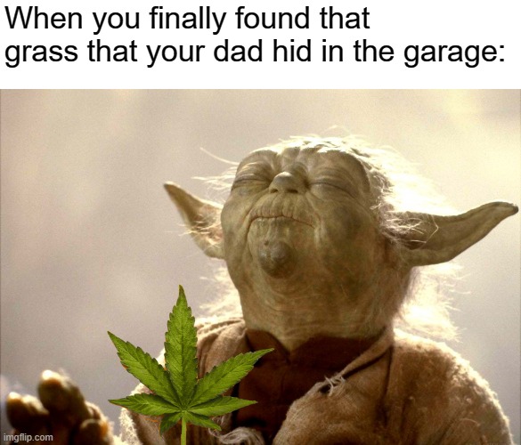 When you finally found that grass that your dad hid in the garage: | image tagged in memes,weed,grass | made w/ Imgflip meme maker