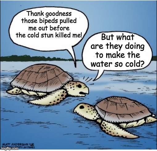 Sea turtles, Winter 20-21 |  Thank goodness those bipeds pulled me out before the cold stun killed me! But what are they doing to make the water so cold? | image tagged in texas,cold,turtle,rescue | made w/ Imgflip meme maker