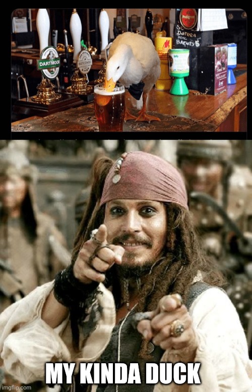 DRUNK DUCK | MY KINDA DUCK | image tagged in point jack,duck,pirate,beer | made w/ Imgflip meme maker