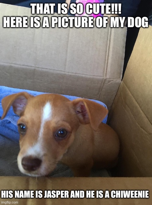 THAT IS SO CUTE!!! HERE IS A PICTURE OF MY DOG HIS NAME IS JASPER AND HE IS A CHIWEENIE | made w/ Imgflip meme maker