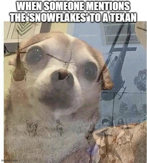 PTSD Chihuahua | WHEN SOMEONE MENTIONS THE 'SNOWFLAKES' TO A TEXAN | image tagged in ptsd chihuahua,memes | made w/ Imgflip meme maker