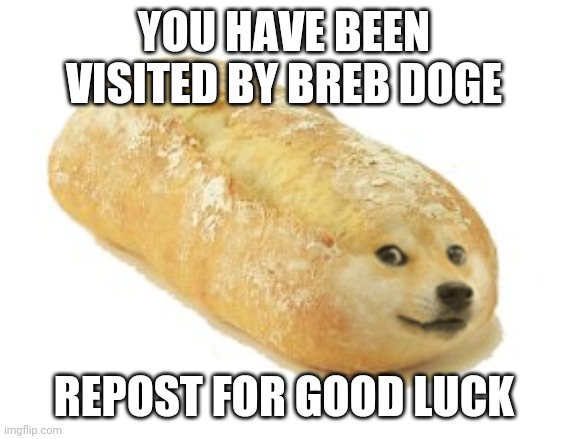 Breb Doge | YOU HAVE BEEN VISITED BY BREB DOGE; REPOST FOR GOOD LUCK | image tagged in breb doge | made w/ Imgflip meme maker