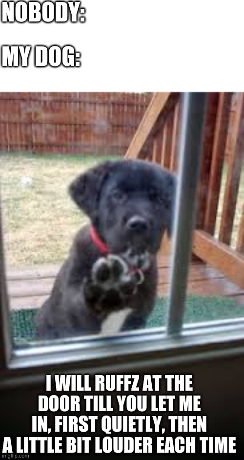She does this cuz she thinks she'll get in trouble for barking LOL | NOBODY:; MY DOG:; I WILL RUFFZ AT THE DOOR TILL YOU LET ME IN, FIRST QUIETLY, THEN A LITTLE BIT LOUDER EACH TIME | made w/ Imgflip meme maker