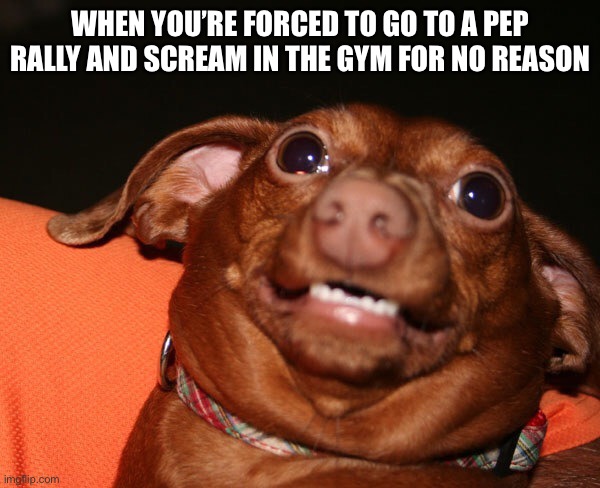 Please let me leave | WHEN YOU’RE FORCED TO GO TO A PEP RALLY AND SCREAM IN THE GYM FOR NO REASON | image tagged in uncomfortable dog animal | made w/ Imgflip meme maker