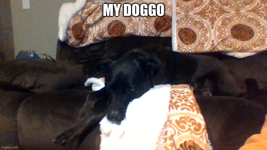 DOGGO | MY DOGGO | image tagged in doggo | made w/ Imgflip meme maker