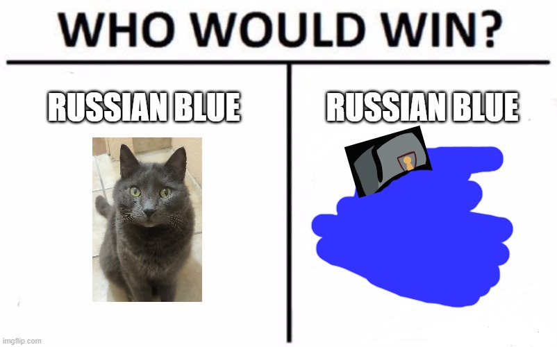 Who Would Win? | RUSSIAN BLUE; RUSSIAN BLUE | image tagged in memes,who would win,cats,russian blue | made w/ Imgflip meme maker