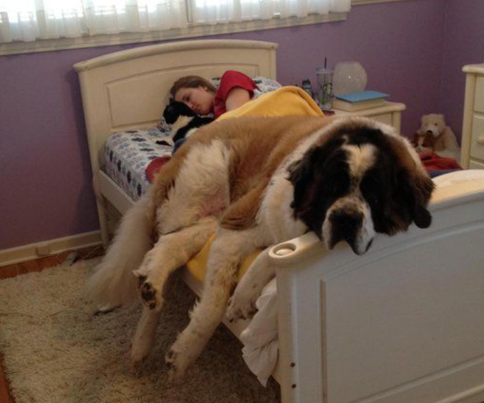 High Quality big dog or small bed? Blank Meme Template