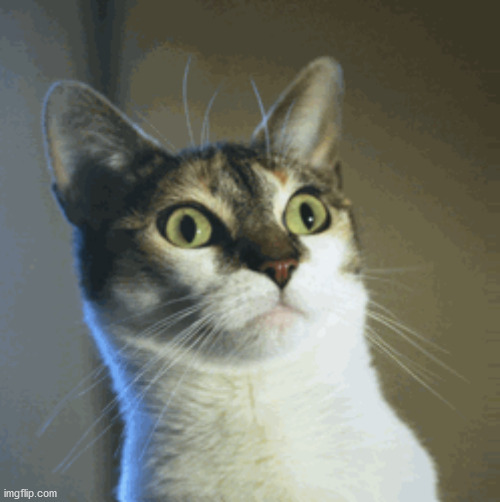 Surprised Cat | image tagged in surprised cat | made w/ Imgflip meme maker